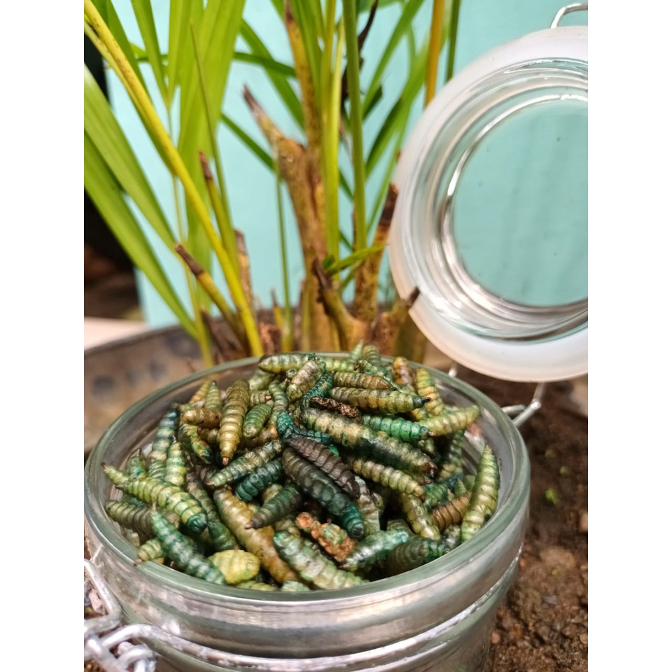 BLUE Booster Maggot Kering A+ 100gr Spesial Channa Maru, Limbata, Koi, Predator Pakan Ikan Hias | Dr