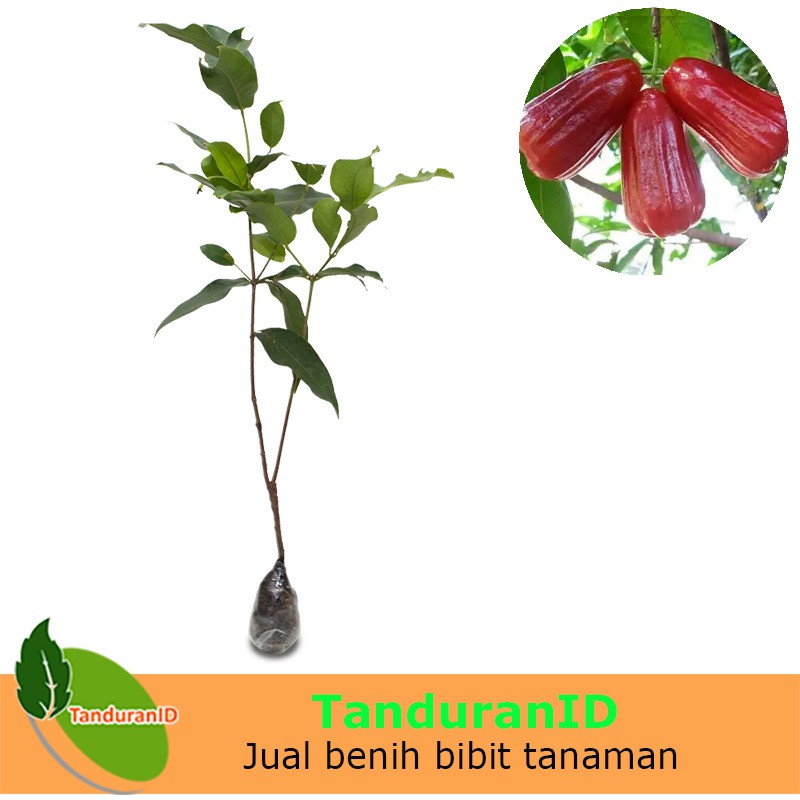Bibit Tanaman Jambu Air Kesuma Merah