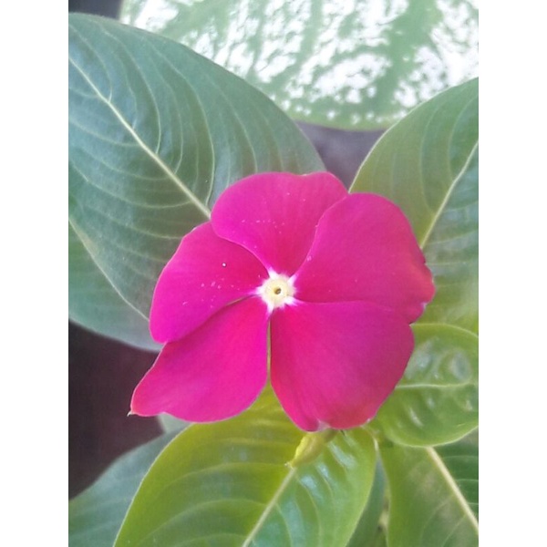 bunga vinca hidup (tegak)