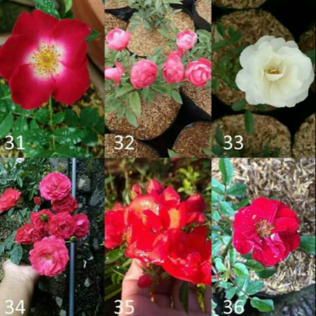 Paket "MURAH' mawar rambat.