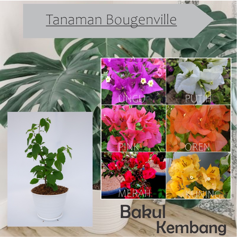 TANAMAN HIAS BUGENVIL MURAH//BOUGENVILLE BERVARIASI (6 WARNA)