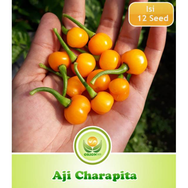 Benih Biji Bibit Cabe Hias Aji Charapita