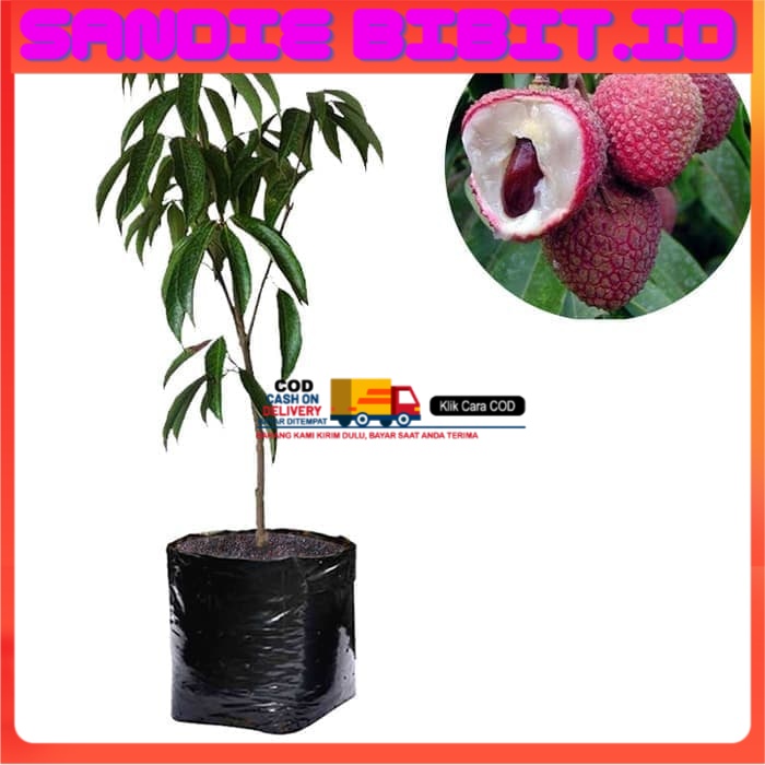 Bibit Leci Dataran Rendah