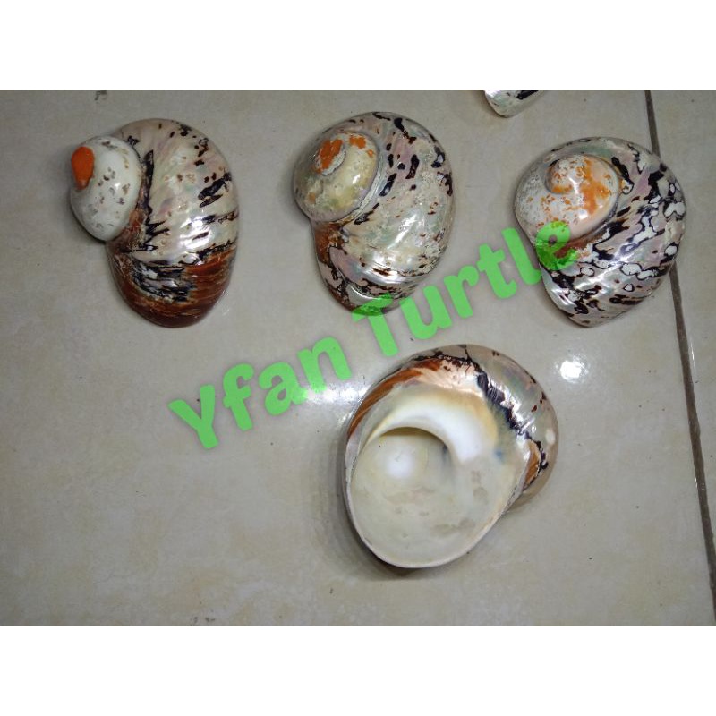 Cangkang Kelomang T Sarmaticus