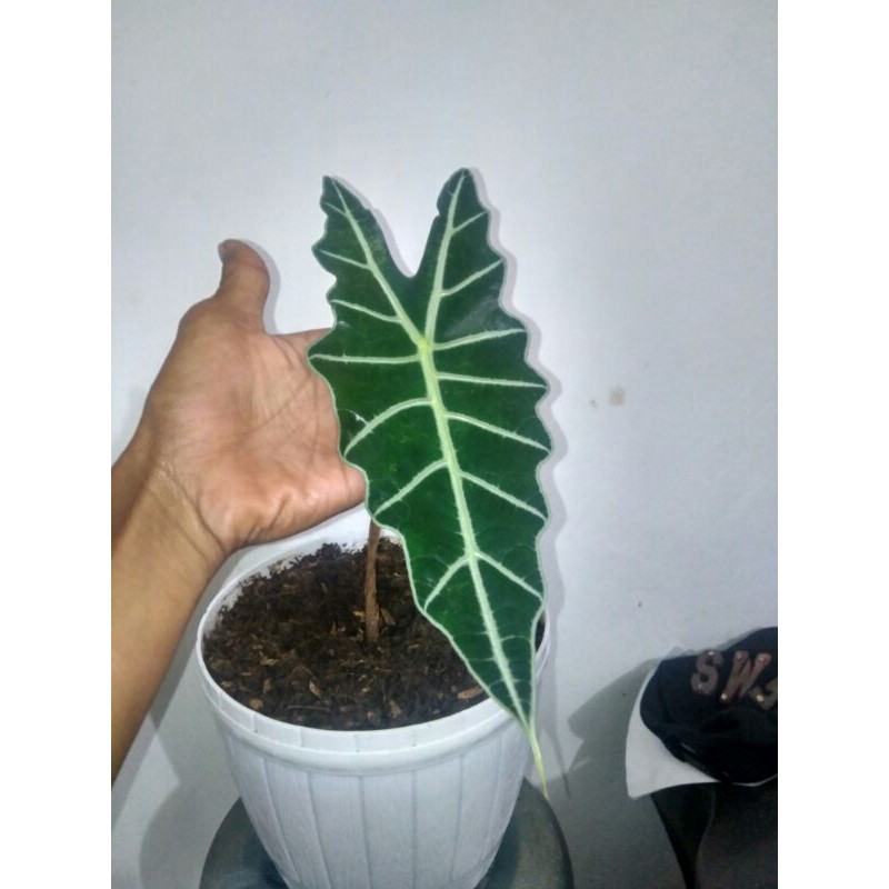 keladi amazon