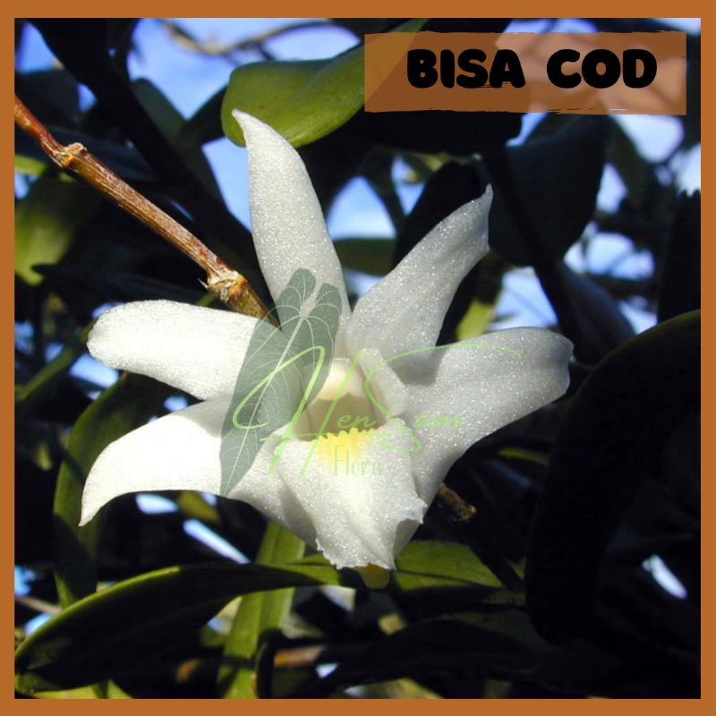 ANGGREK DENDROBIUM CRUMENATUM MERPATI - ANGGREK MERPATI