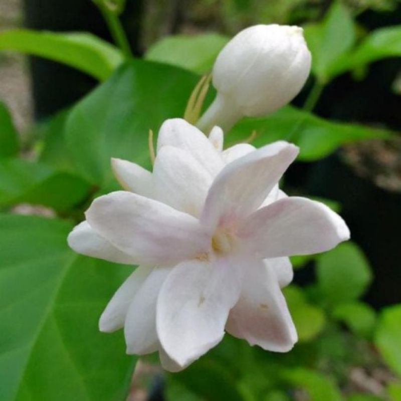 bunga melati telur/bibit bunga melati/bunga hidup/termurah/terlaris