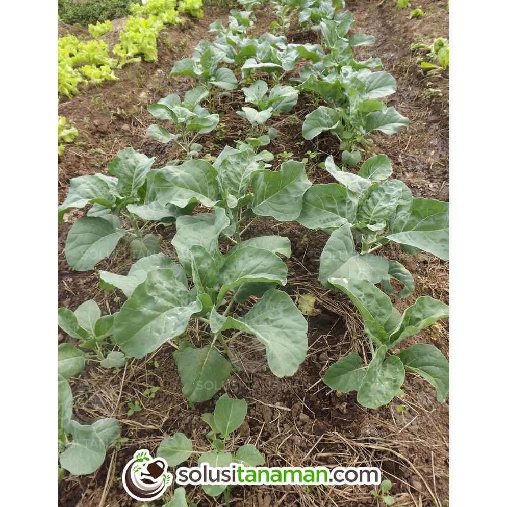 Benih Sayuran Kailan Kale @ 20 gr Biji Benih Sayuran Bibit Sayur Tanaman Hidroponik Organik
