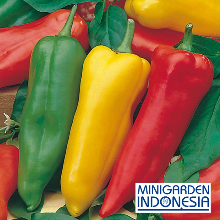 Benih Cabai rawit besar PEPPER SWEET ROMANO MIXED 2 BIJI bibit sayur cabai cabe import F1 mr fothergills