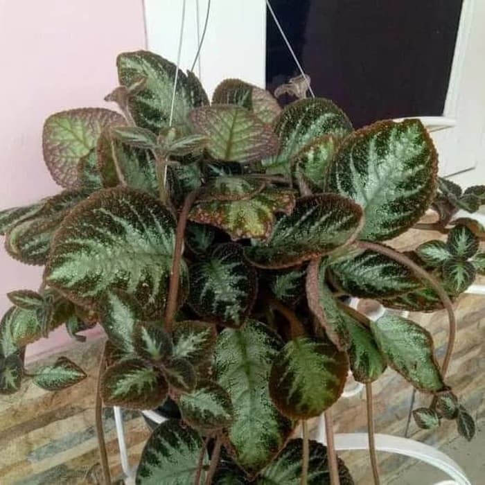 tanaman pot gantung bludru episcia hitam - bludru episcia