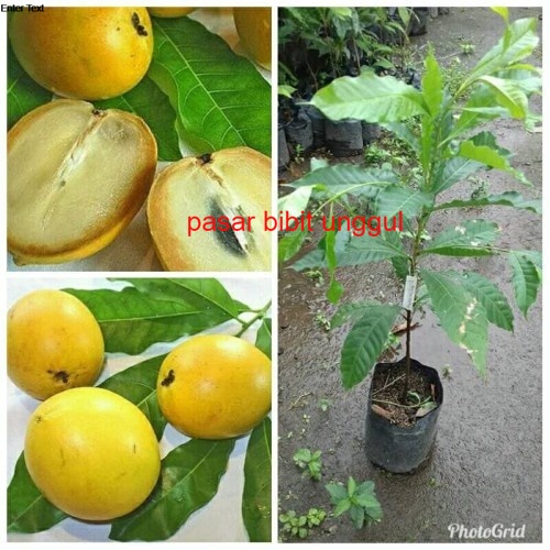 Bibit Sawo Abiu Cepat Berbuah-Bibit Tanaman Buah Sawo Abiu Okulasi Unggul-Bibit Tanaman Buah Sawo Ab