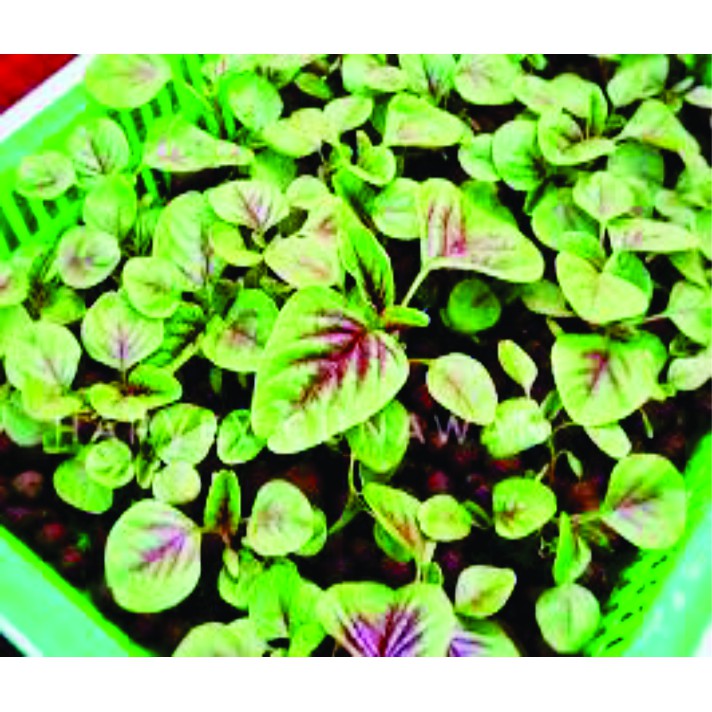 BENIH BAYAM BATIK BIBIT SAYURAN UNGGUL