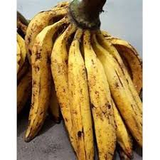 

Pisang Tanduk