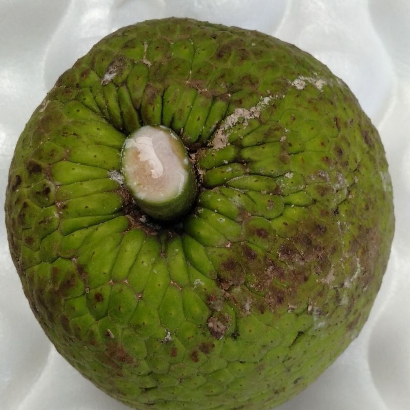 

PASAR SEGAR - SUKUN 1PCS