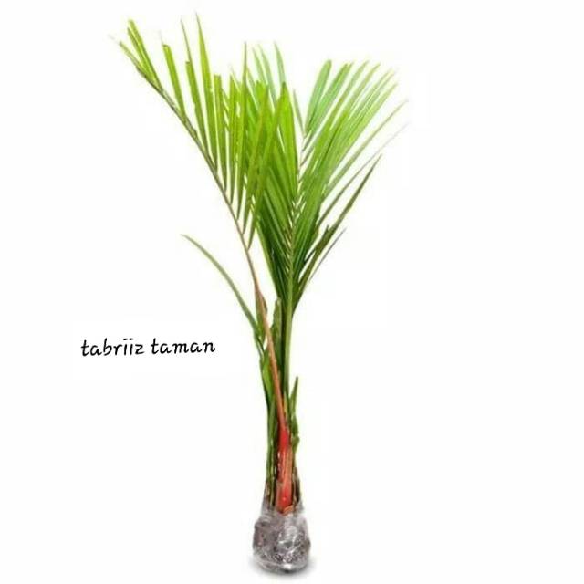 2.2 COD SALE Palem merah - bibit tanaman hias - pohon palem - hiasan taman
