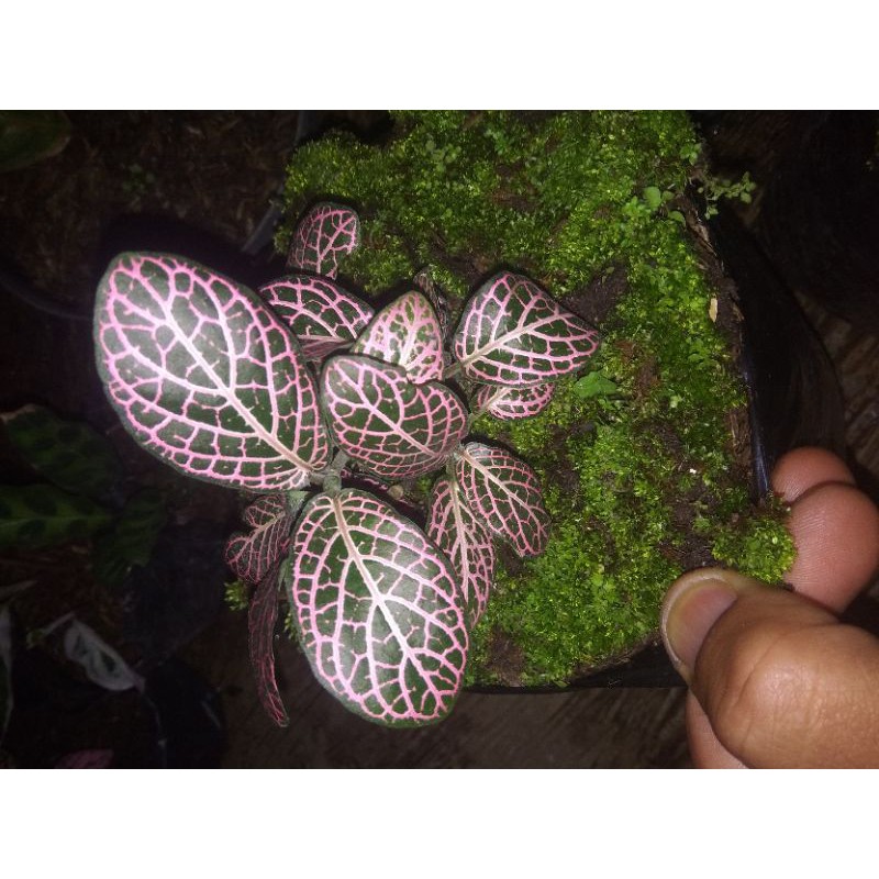 tanaman hias fitonia alvibenis pink