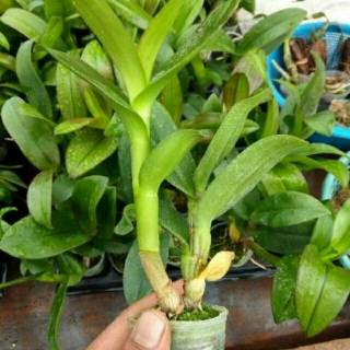 ANGGREK DENDROBIUM HYBRID PRA REMAJA Shopee  Indonesia