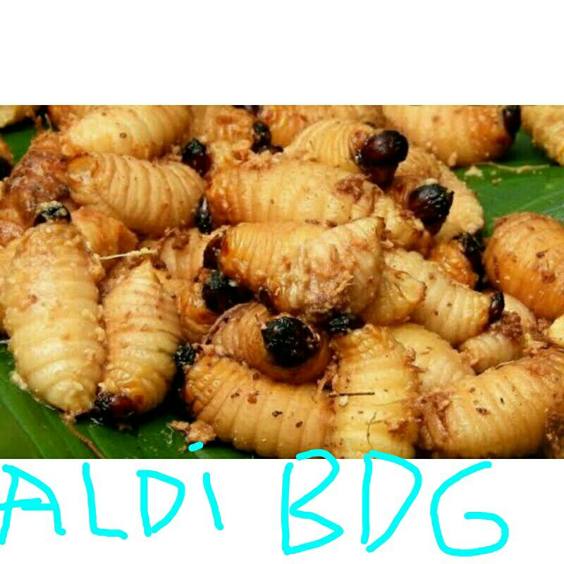 ulat sagu pohon aren untuk mancing 15 ekor