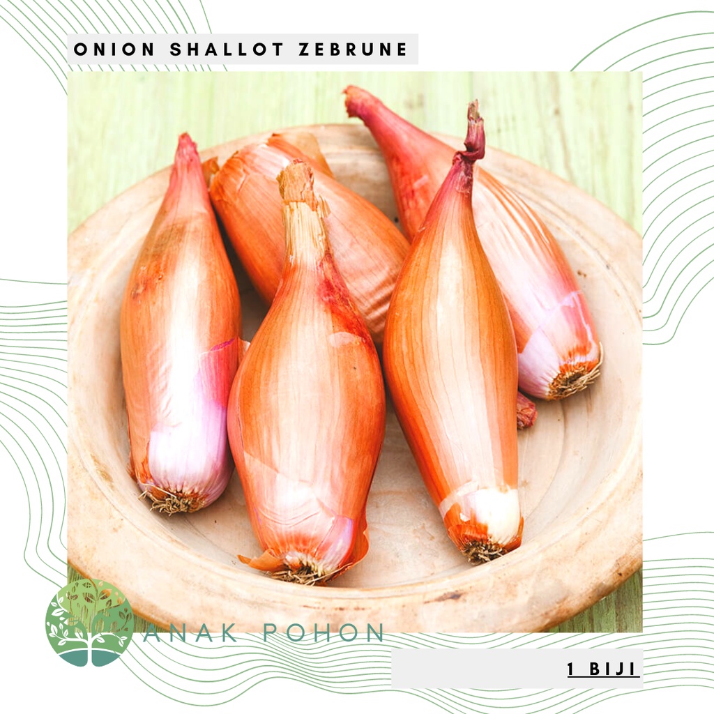 Benih Bibit Biji - Onion Shallot Zebrune Bawang Merah Pisang Seeds - IMPORT - Panen Dalam 100 Hari