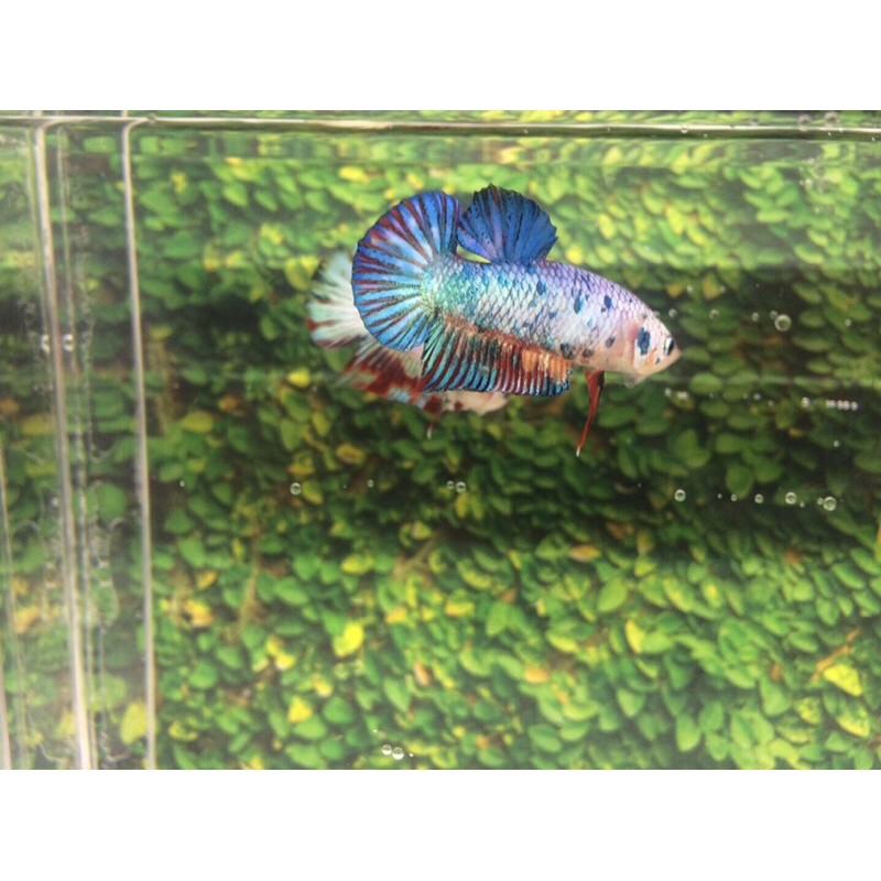 

cupang nemo candy cooper