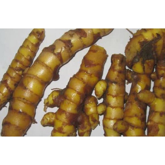 

promo!! temu giring atau kuning gajah (curcuma heyneana) basah terbaru