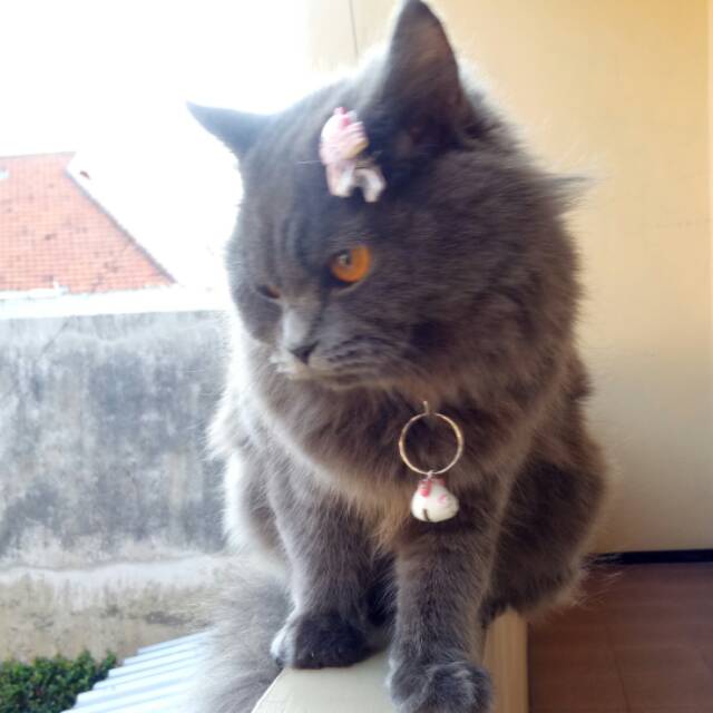 lilyindayani
