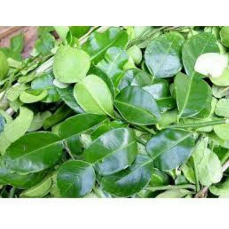 

Daun jeruk 1 bungkus