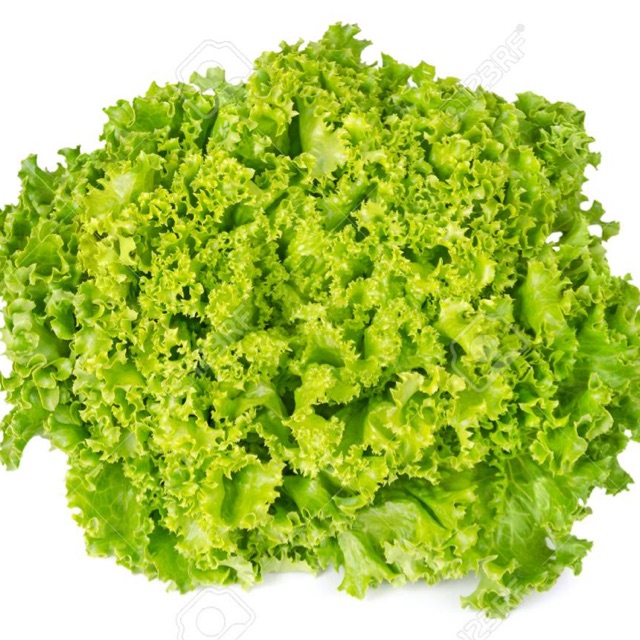 Biji benih bibit tanaman sayuran selada / letus / lettuce sativa