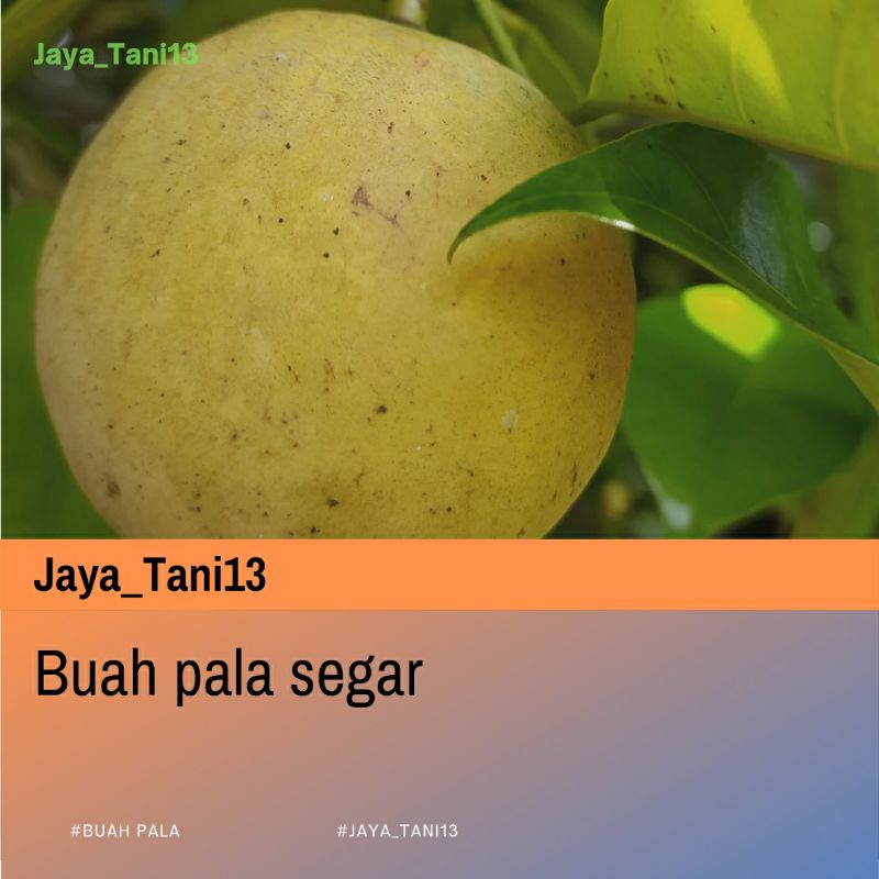 

Buah pala segar per biji buah pala mentah bagus buat manisan