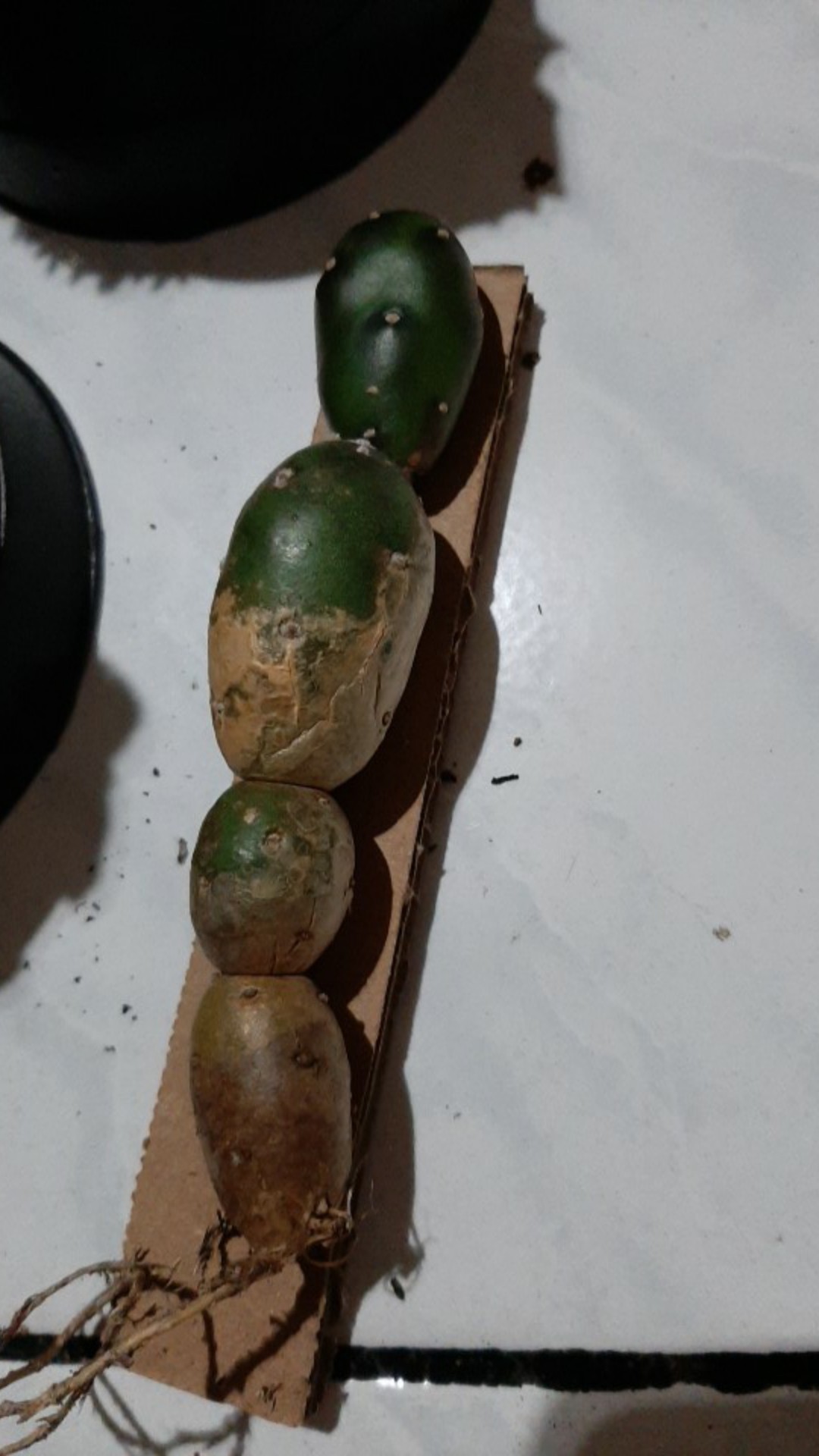 Paket Tanaman Hias Sukulen Sekulen Medium Random