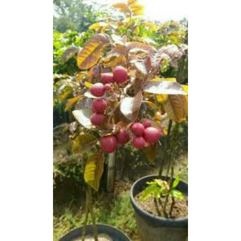 Bibit Kelengkeng merah - Bibit kelengkeng matalada - Bibit kelengkeng new kristal