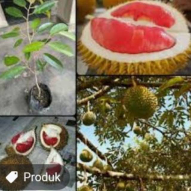 Bibit durian merah