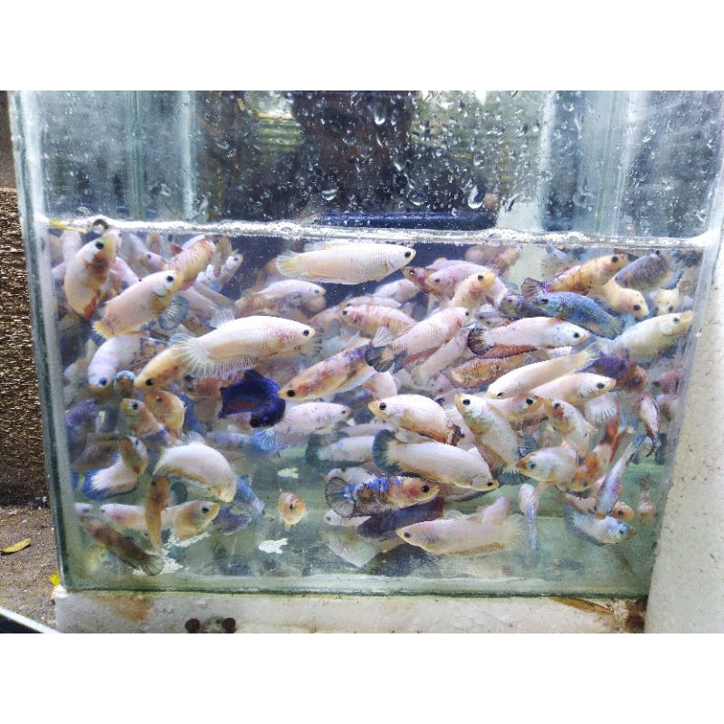 

cupang