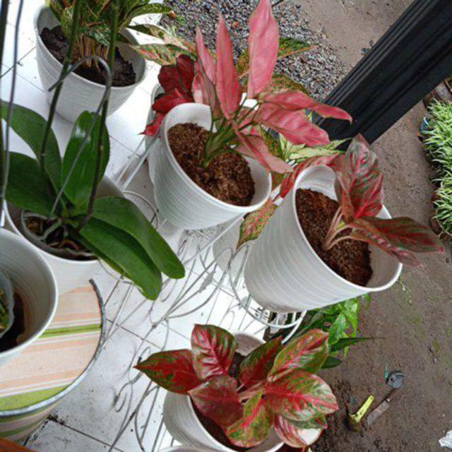 Bibit aglonema Red Maroon Shopee Indonesia Bibit aglonema Red Maroon Shopee Indonesia