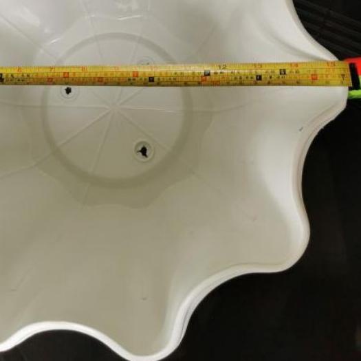 POT BUNGA PRIMADONA JUMBO 40 PUTIH CANTIK