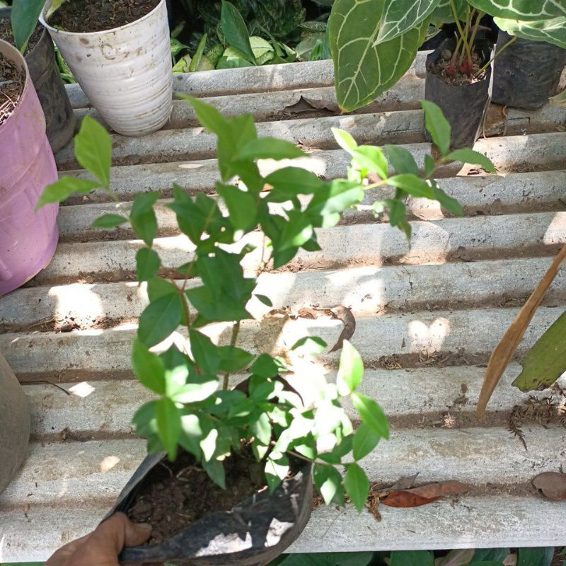 Bonsai sakura mikro bibitan