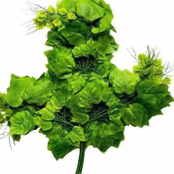 

Daun Anggur HIJAU MUDA PERLUSIN Baru