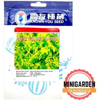 SELADA KERITING HIJAU NEW GRAND RAPID 500 GRAM PACK BESAR benih biji green lettuce f1 hibrida known you seed