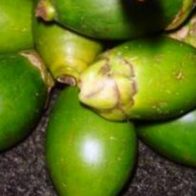 

Buah pinang, jambe muda, buah jambe