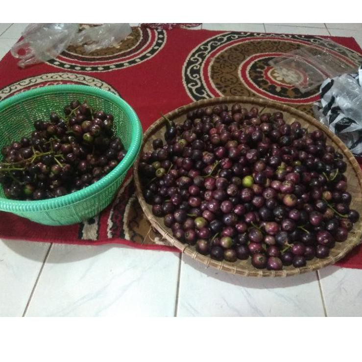 

Rebornϟtop Buah Kupa atau Gowok