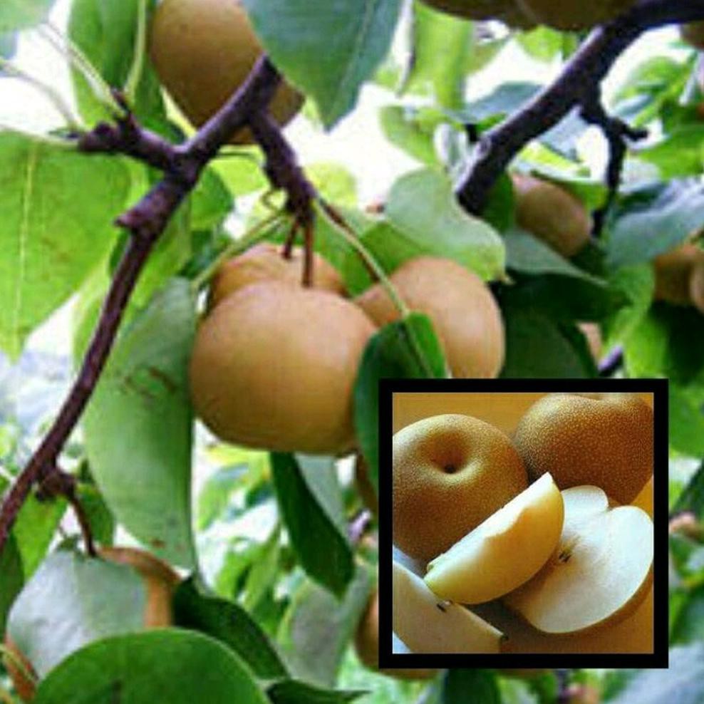 BIBIT BUAH PIR COKLAT HUO