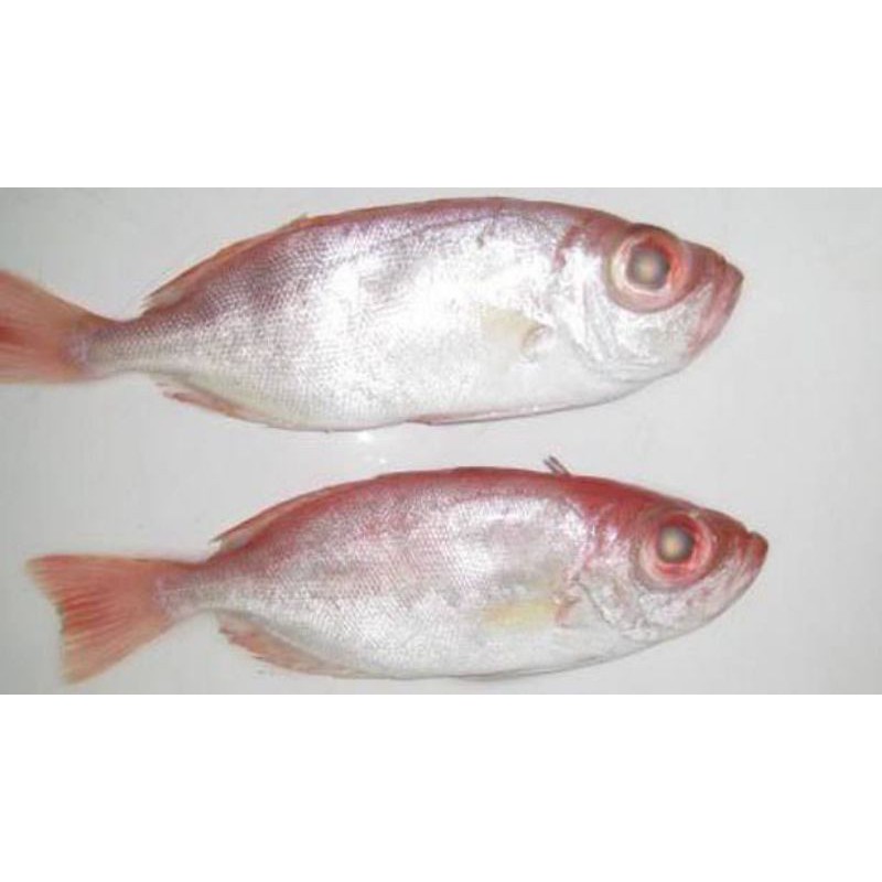 

ikan grandong jepara