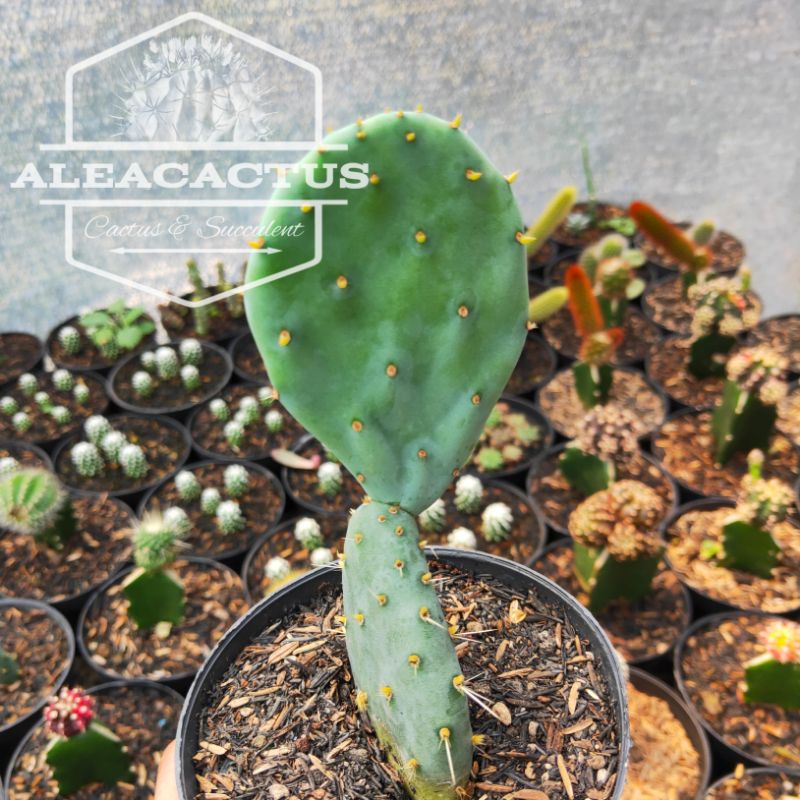 KAKTUS SUKULEN opuntia robusta