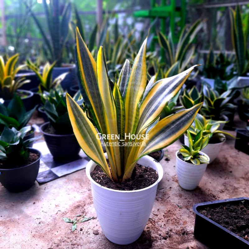 sansivera indukan golden asahi langka