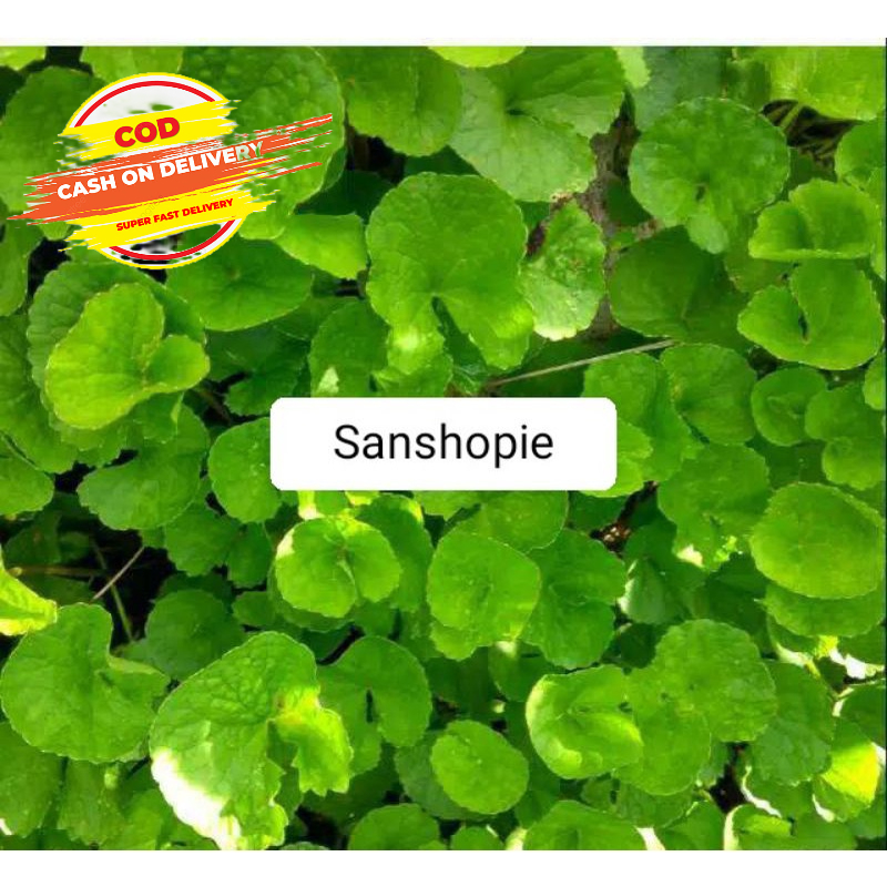 

Daun Pegagan Segar Paket Per 500 Gram