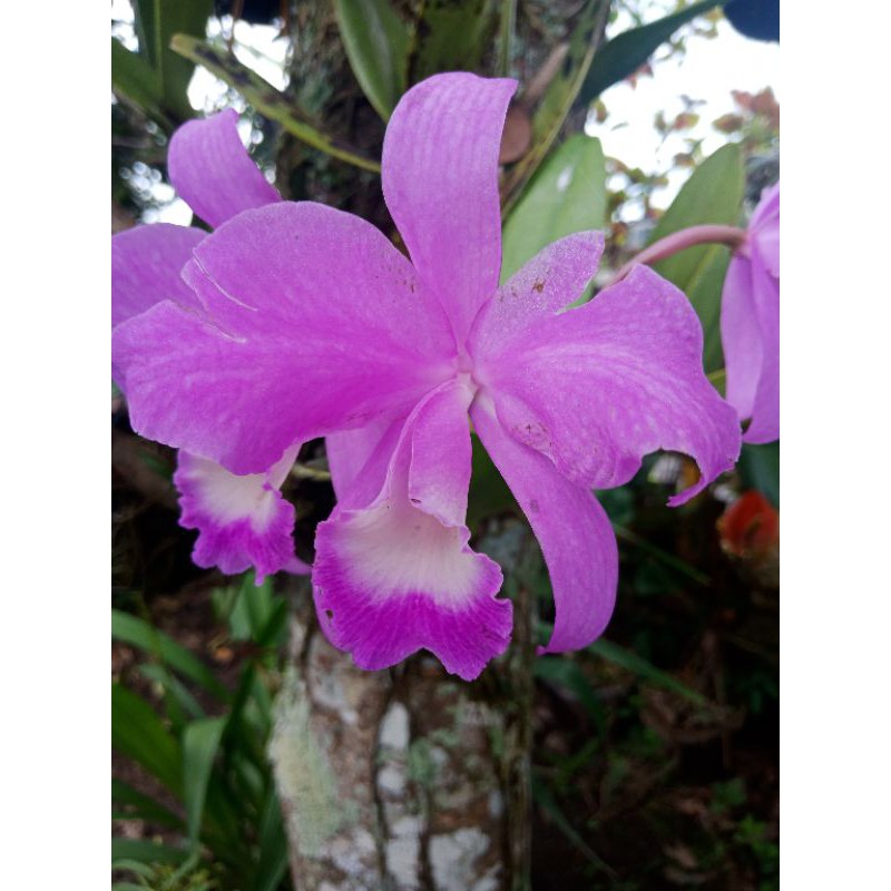Anggrek cattleya mantini murah