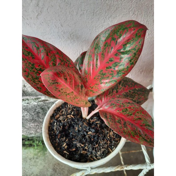 Aglaonema Red Stardust