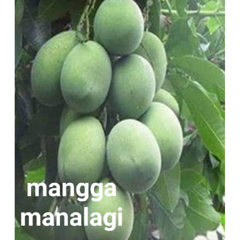 mangga MANALAGI  BERBUNGA