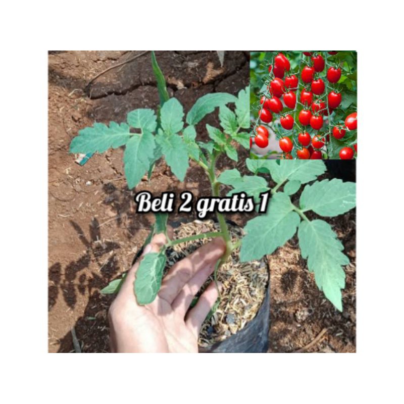 beli 2 gratis 1 bibit tanaman buah/sayur tomat cherry/pohon tomat ceri
