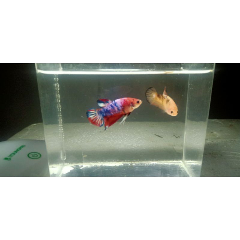 Female Giant orens base